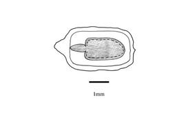   Embryo:   Croton lobatus ; Illustration by K. Parker, Kirkbride et al. (2006)
